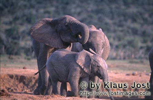 African Elephant/Afrikanischer Elefant/Loxodonta africana africana        Afrikanische Elefanten