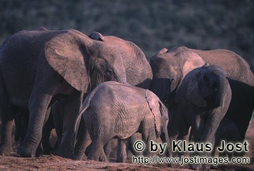 African Elephant/Afrikanischer Elefant/Loxodonta africana         Afrikanische Elefanten an einer Wa
