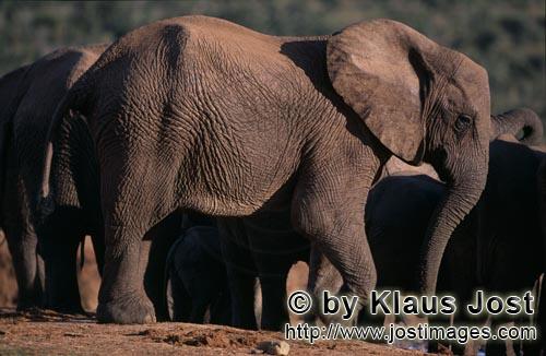 African Elephant/Afrikanischer Elefant/Loxodonta africana         Afrikanische Elefanten haben Wasse