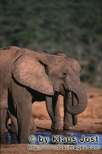 African Elephant/Afrikanischer Elefant/Loxodonta africana        Trinkende Afrikanische Elefanten an