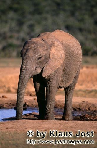 African Elephant/Afrikanischer Elefant/Loxodonta africana africana        Afrikanischer Elefant hat 
