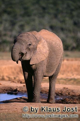 African Elephant/Afrikanischer Elefant/Loxodonta africana africana        Junger Afrikanischer Elefa