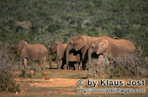 African Elephant/Afrikanischer Elefant/Loxodonta africana africana        Afrikanische Elefanten auf
