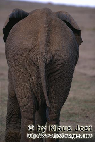 African Elephant/Afrikanischer Elefant/Loxodonta africana         Afrikanischer Elefant Rueckseite</