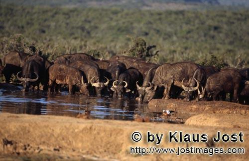 Buffalo/Kaffernbueffel/Syncerus caffer        Durstige Kaffernbueffel an einer Wasserstelle        <
