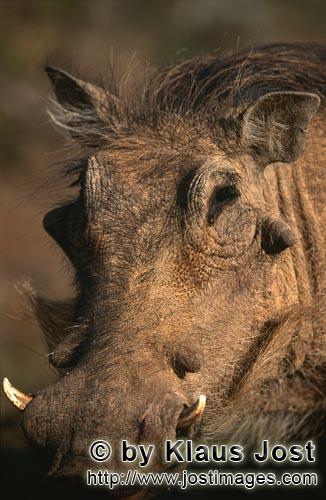 Warthog/Warzenschwein/Phacochoerus africanus        Warzenschwein im Addo Elephant Park         Das 