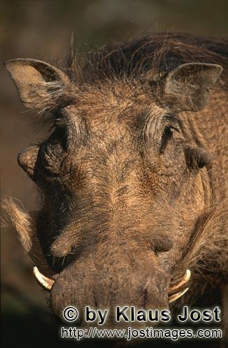 Warthog/Warzenschwein/Phacochoerus africanus        Bizarrer Warzenschwein Kopf         Das Gewoe