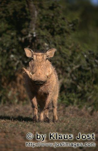 Warthog/Warzenschwein<br/Phacochoerus africanus        Warzenschwein im Busch        Das Gewoehnl