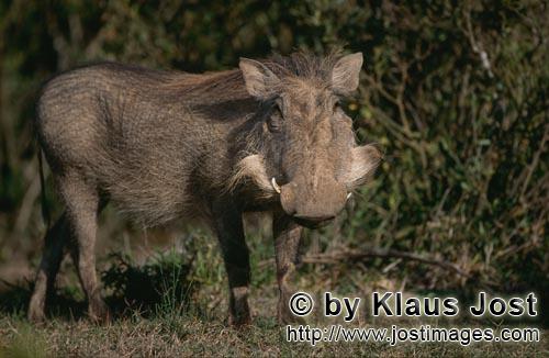 Warthog/Warzenschwein/Phacochoerus africanus        Warzenschwein sondiert die Lage        Das Ge