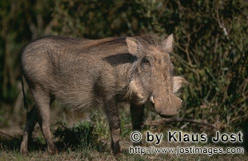 Warthog/Warzenschwein<br/Phacochoerus africanus        Warzenschwein vor dichtem Busch        Das <b