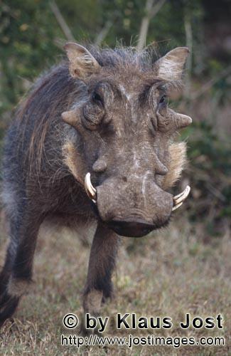 Warzenschwein/Phacochoerus africanus        Urig aussehendes Warzenschwein        Das Gewöhnlich