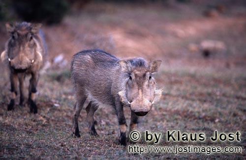 Warthog/Warzenschwein/Phacochoerus africanus        Zwei Warzenschweine im fruehen Morgenlicht   