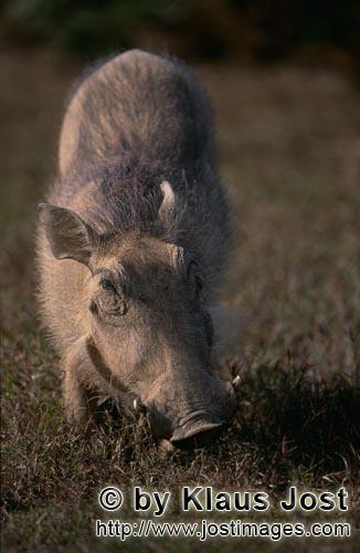 Warthog/Warzenschwein<br/Phacochoerus africanus        Warzenschwein         Das Gewoehnliche War