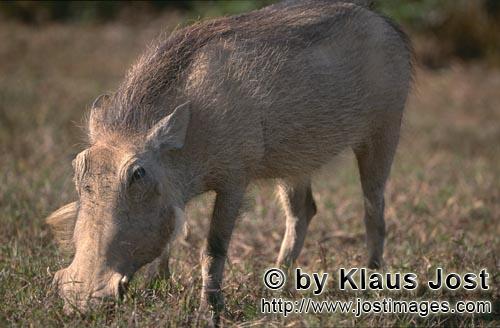 Warthog/Warzenschwein/Phacochoerus africanus        Warzenschwein sucht nach Graesern        Das 