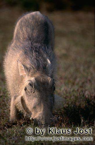Warthog/Warzenschwein<br/Phacochoerus africanus        Dem Warzenschwein gefallen die bunten Graeser