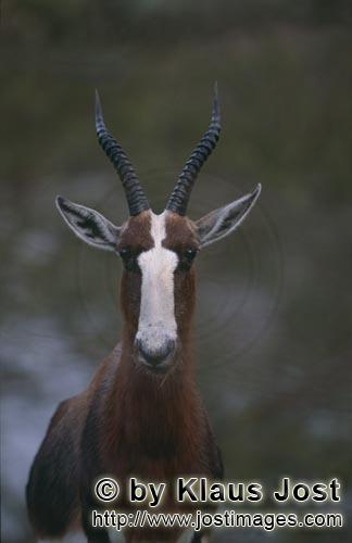 Bontebok/Pied buck/Buntbock/Damaliscus dorcas        Mit großen Augen beobachtet der Buntbock seine