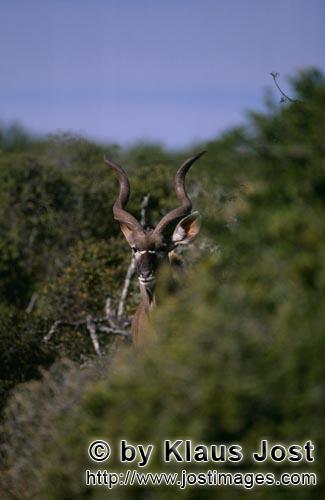 Kudu/Greater Kudu/Tragelaphus strepsiceros        Großer Kudu schaut aus dem Busch        Der Groß