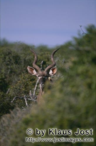 Kudu/Greater Kudu/Tragelaphus strepsiceros        Großer Kudu sondiert die Lage        Der Große K