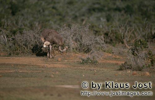 Ostrich/Strauß/Struthio camelus australis        Strauß wandert durch den trockenen Busch        <