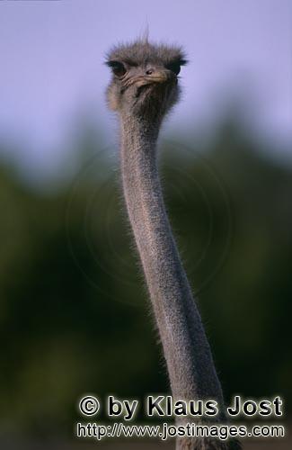 Ostrich/Strauß/Struthio camelus australis        Straußportraet im Addo Elephant National Park