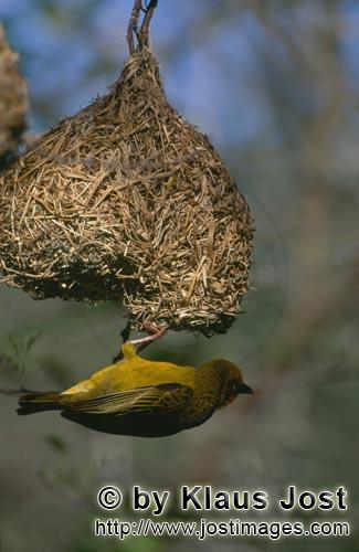 Kap-Webervogel/Ploceus capensis        Ein fleißiger Kapweber hat sein Nest fast fertig        