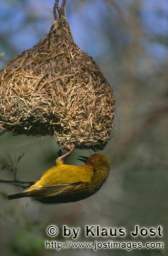 Kap-Webervogel/Ploceus capensis        Kapweber mit seinem fertigen Nest                