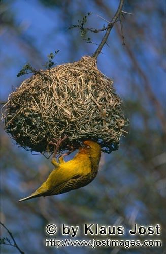 Kap-Webervogel/Ploceus capensis        Männlicher Kapweber beim kunstvollen Nestbau    