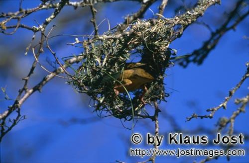 Kap-Webervogel/Ploceus capensis        Kap-Webervogel beginnt ein Nest zu bauen        