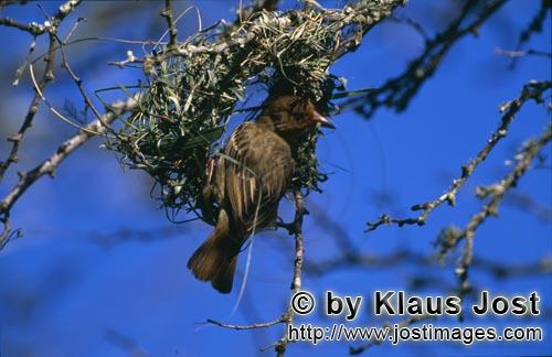 Kap-Webervogel/Cape Weaver/Ploceus capensis        Kap-Webervogel beim Nestbau, Anfangsphase        