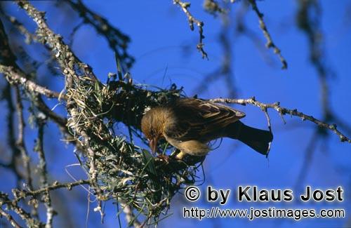 Kap-Webervogel/Cape Weaver/Ploceus capensis        Kap-Webervogel Nestbaumeister        