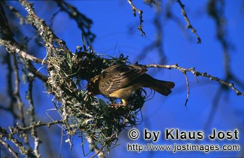 Kap-Webervogel/Ploceus capensis        Kap-Webervogel baut ein neues Nest    
