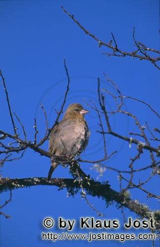 Kap-Webervogel/Ploceus capensis        Kap-Webervogel plant seinen Nestbau    
