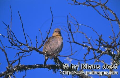 Kap-Webervogel/Ploceus capensis        Kap-Webervogel vor blauem Himmel    