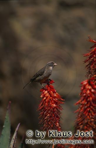 Kap-Webervogel/Ploceus capensis            Kap-Webervogel auf einer Aloeblüte            