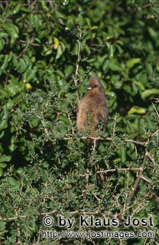 Speckled Mousbird/Schwarzfluegelmausvogel/Colius striatus        Braunfluegelmausvogel im Gestruepp<