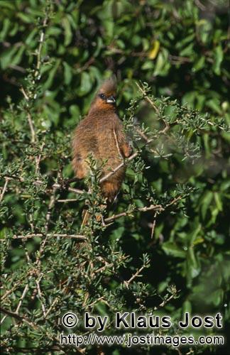 Speckled Mousbird/Schwarzfluegelmausvogel/Colius striatus        Braunfluegelmausvogel im dornigen G