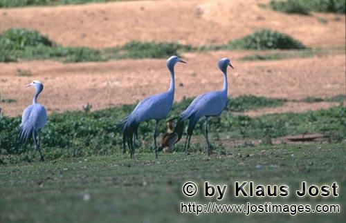 Blue Crane/Paradieskranich/Anthropoides paradiseus        Paradieskraniche auf offenem Feld         