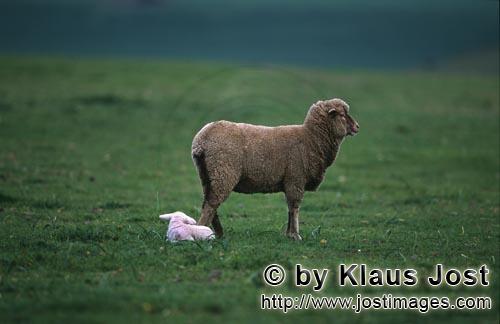 Merino sheep/Merino Schaf        Merino Schaf mit Lamm am Boden liegend    
