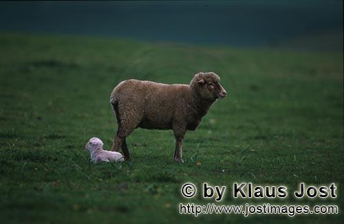 Merino sheep/Merino Schaf        Merino Schaf und Lamm    