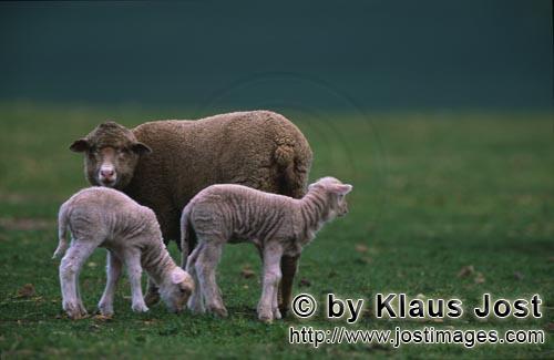 Merino sheep/Merino Schaf        Merino Schaf mit zwei Laemmern    