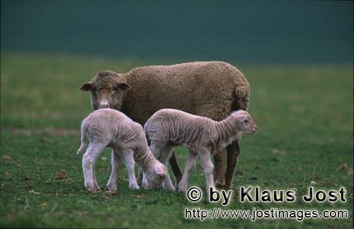 Merino sheep/Merino Schaf        Merino Schaf mit Laemmern    