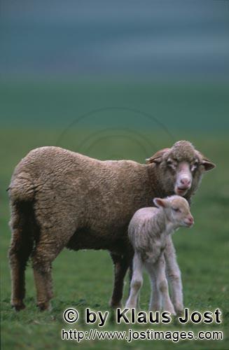 Merino sheep/Merino Schaf        Aufmerksames Merino Schaf mit Lamm    