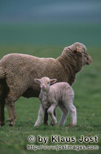 Merino sheep/Merino Schaf        Merino Schaf mit Lamm auf Farmgelaende    