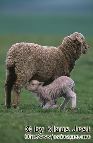 Merino sheep/Merino Schaf        Merino Schaf mit Lamm        