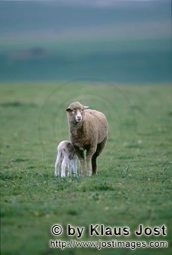 Merino sheep/Merino Schaf        Merino Schaf mit grasendem Lamm    