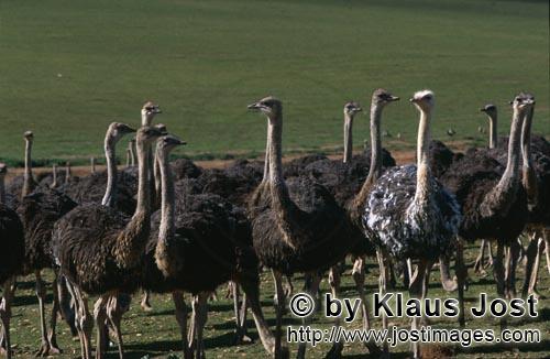 Ostrich/Strauß/Struthio camelus australis        Strausse auf Farmboden        Strauße sind