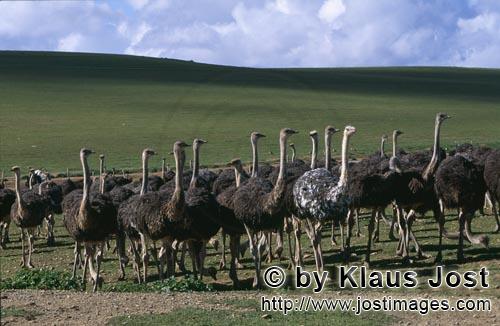 Ostrich/Strauß/Struthio camelus australis        Strausse auf Farmgelaende        Strauße s