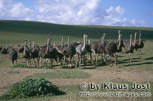 Ostrich/Strauß/Struthio camelus australis        Straussefarm mit riesigem Gelaende        Strau