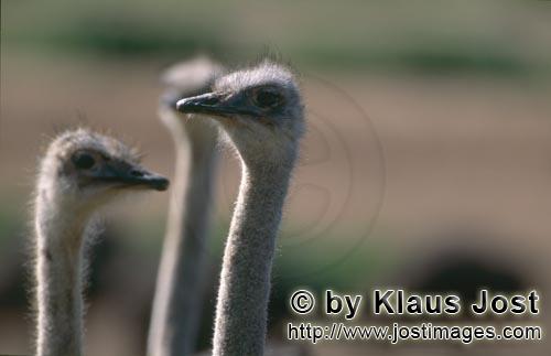 Ostrich/Strauß/Struthio camelus australis        Strauß Meeting        Strauße sind schnel