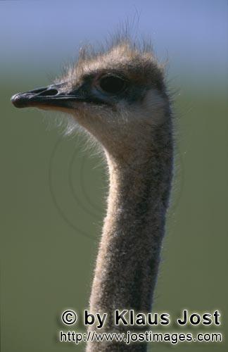Ostrich/Strauß/Struthio camelus australis        Typisch und unverkennbar: Vogel Strauß        